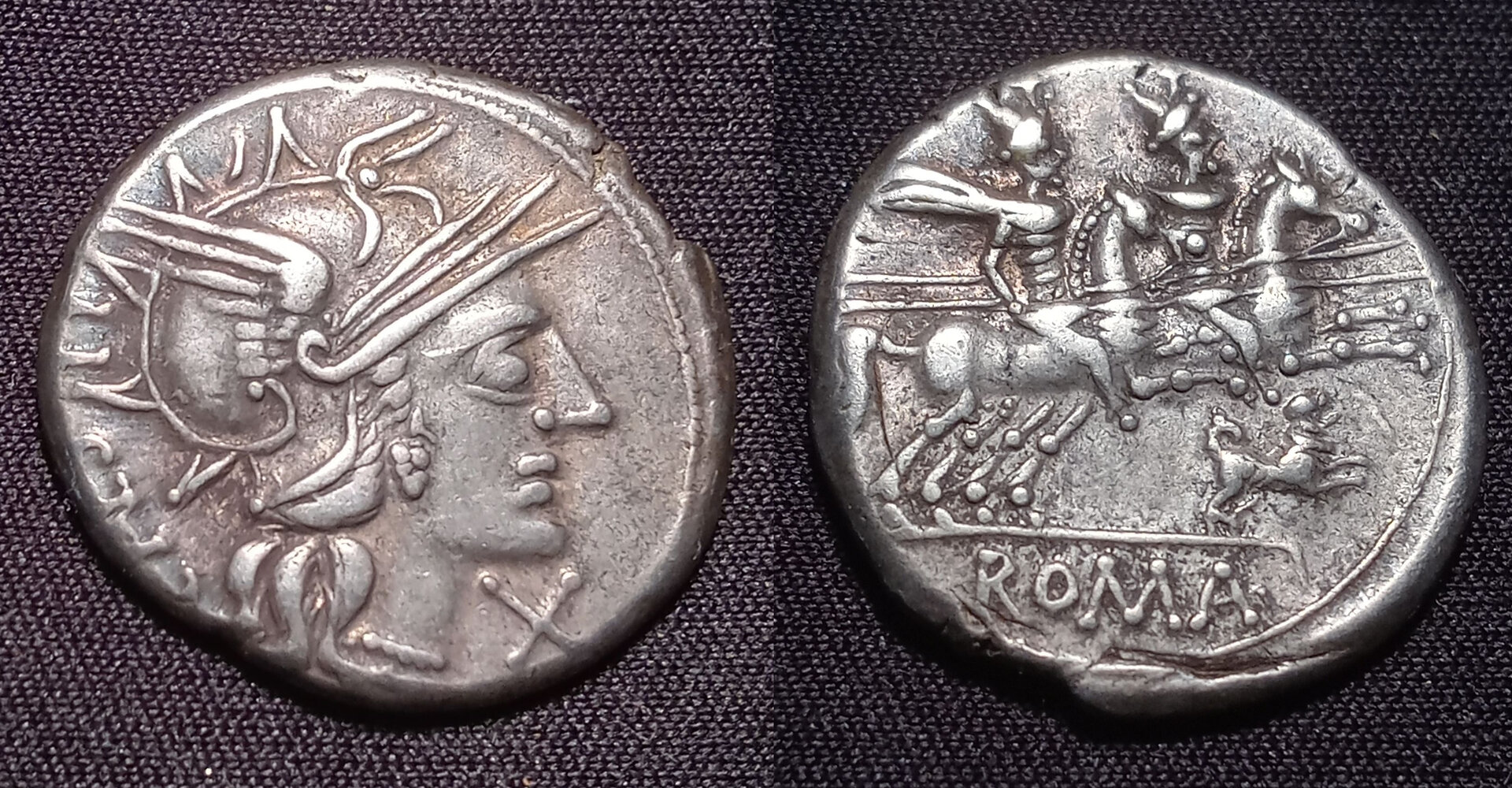 Antestius COMBINED 2.jpg