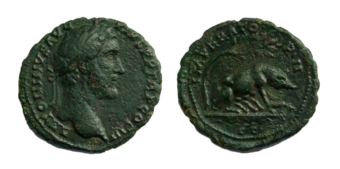 antoninus pig.jpg