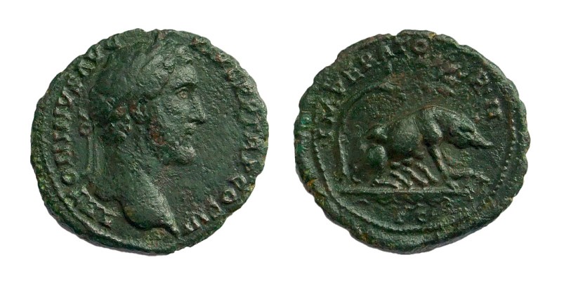 antoninus pig.jpg