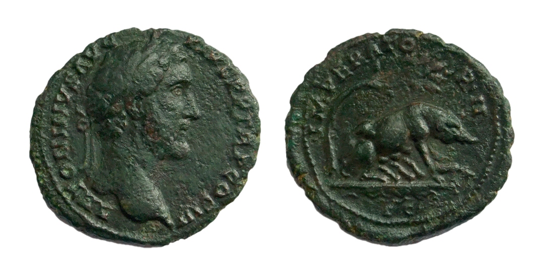 antoninus pig.jpg