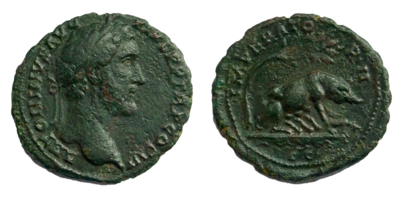 antoninus pig400.jpg