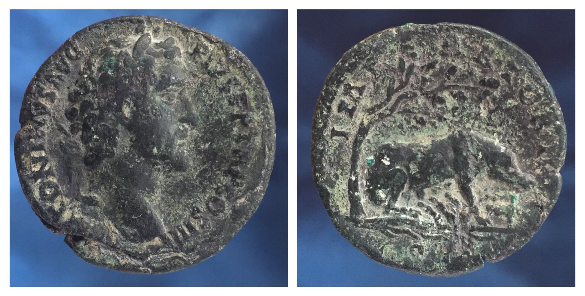 ANTONINUS PIUS AE AS SOWS 1.jpg