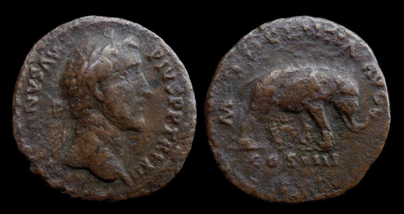 Antoninus Pius - As Elephant 2017.jpg