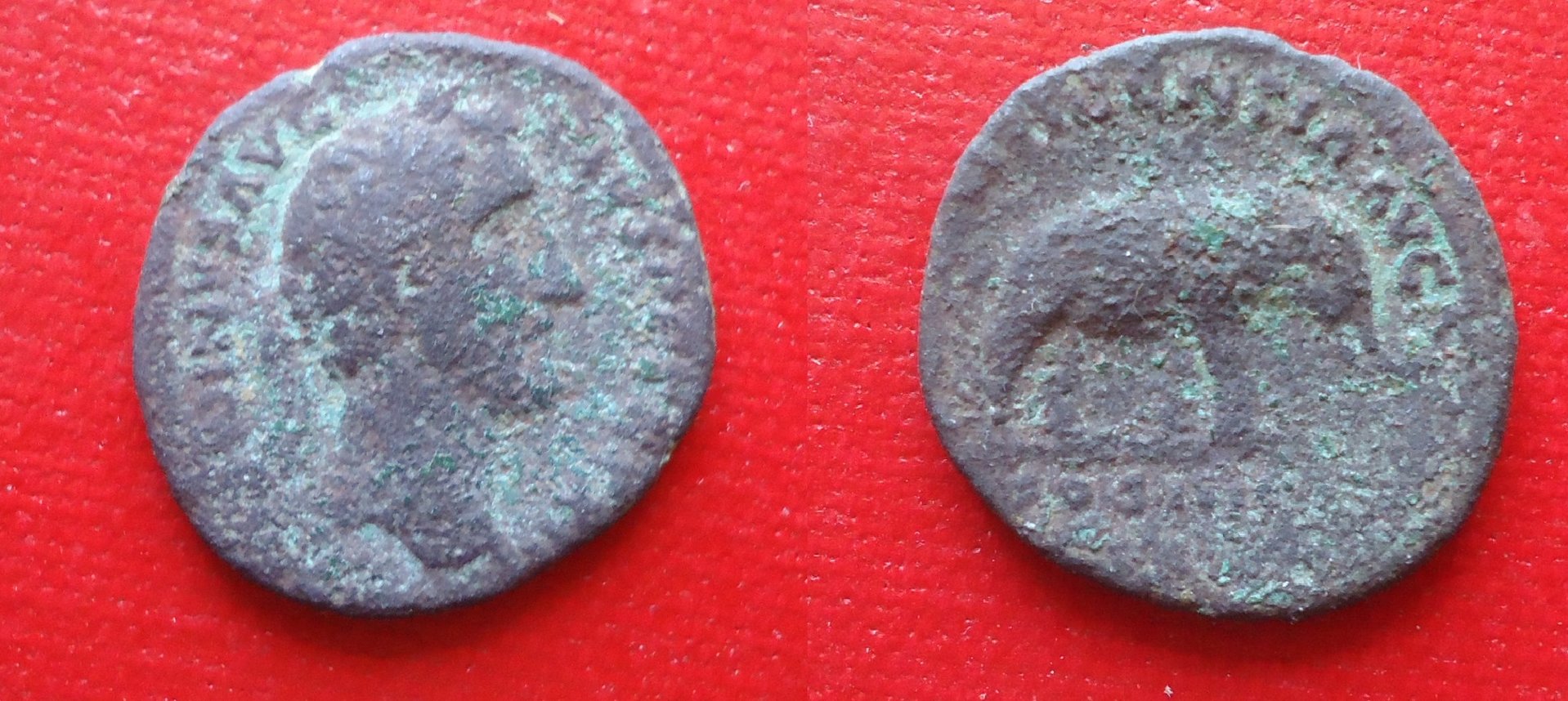 Antoninus Pius Elephant as Jan 18 (0).jpg