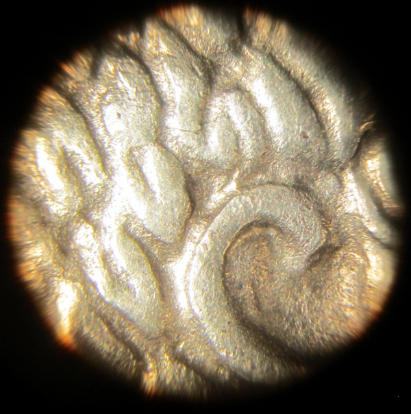 Antony 542-2 magnified Ear 1.jpg_thumb.png