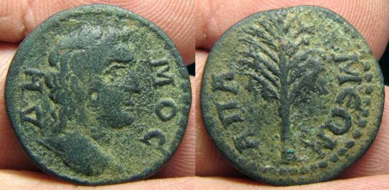 apamea.jpg