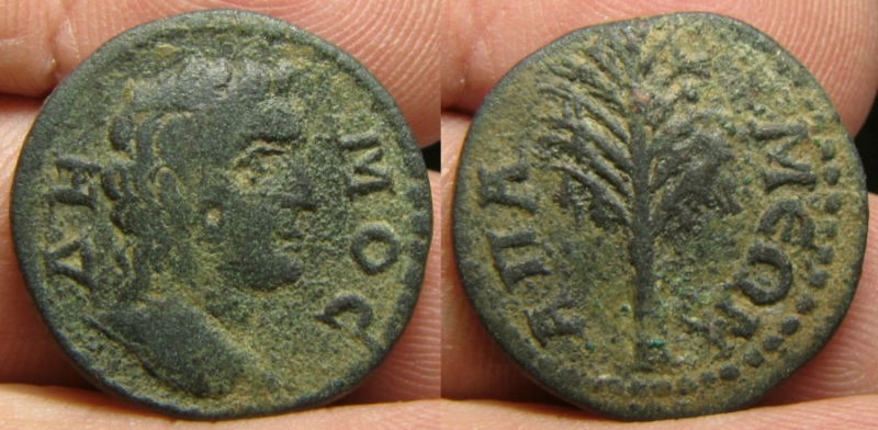 apamea.jpg