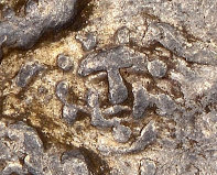 apameia-closeup.jpg