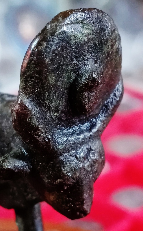 Apis bull new 6 (495x800).jpg