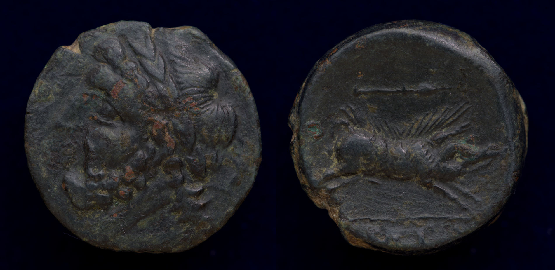 Apulia Arpi Boar.jpg