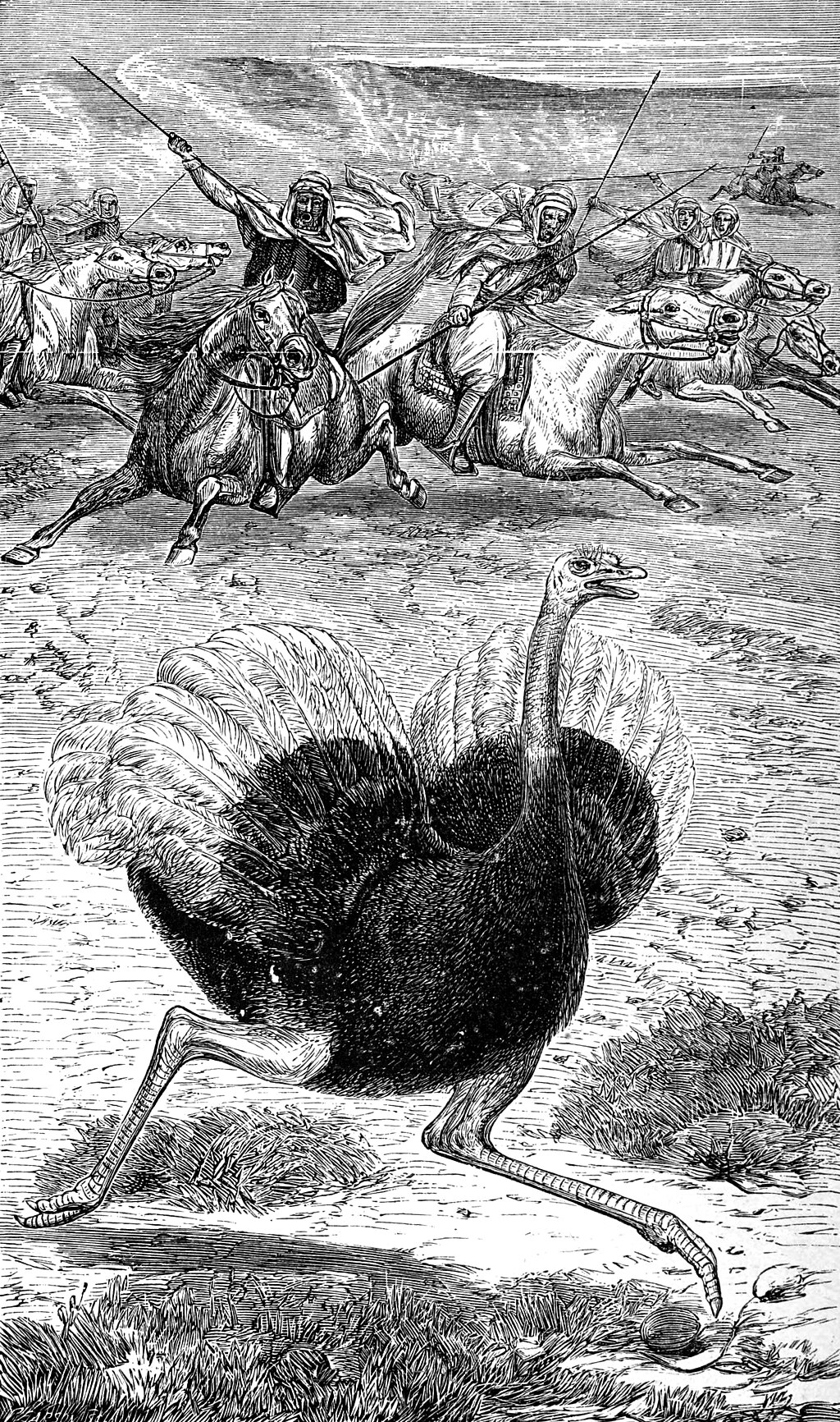 Arabian_Ostrich_hunt.jpg