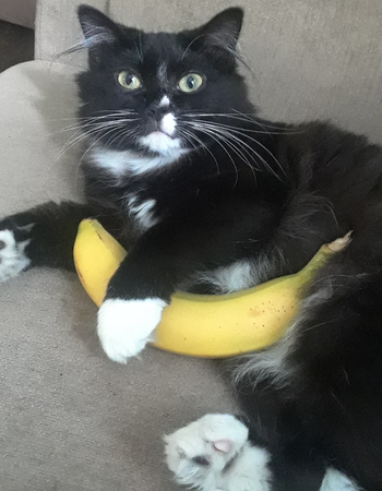 ArteBanana.png