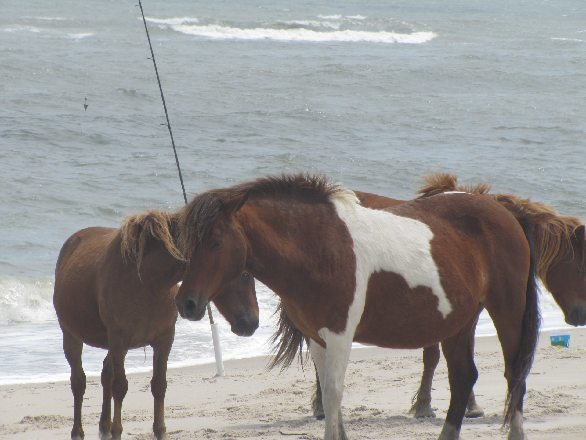 Assateague Island 041.JPG
