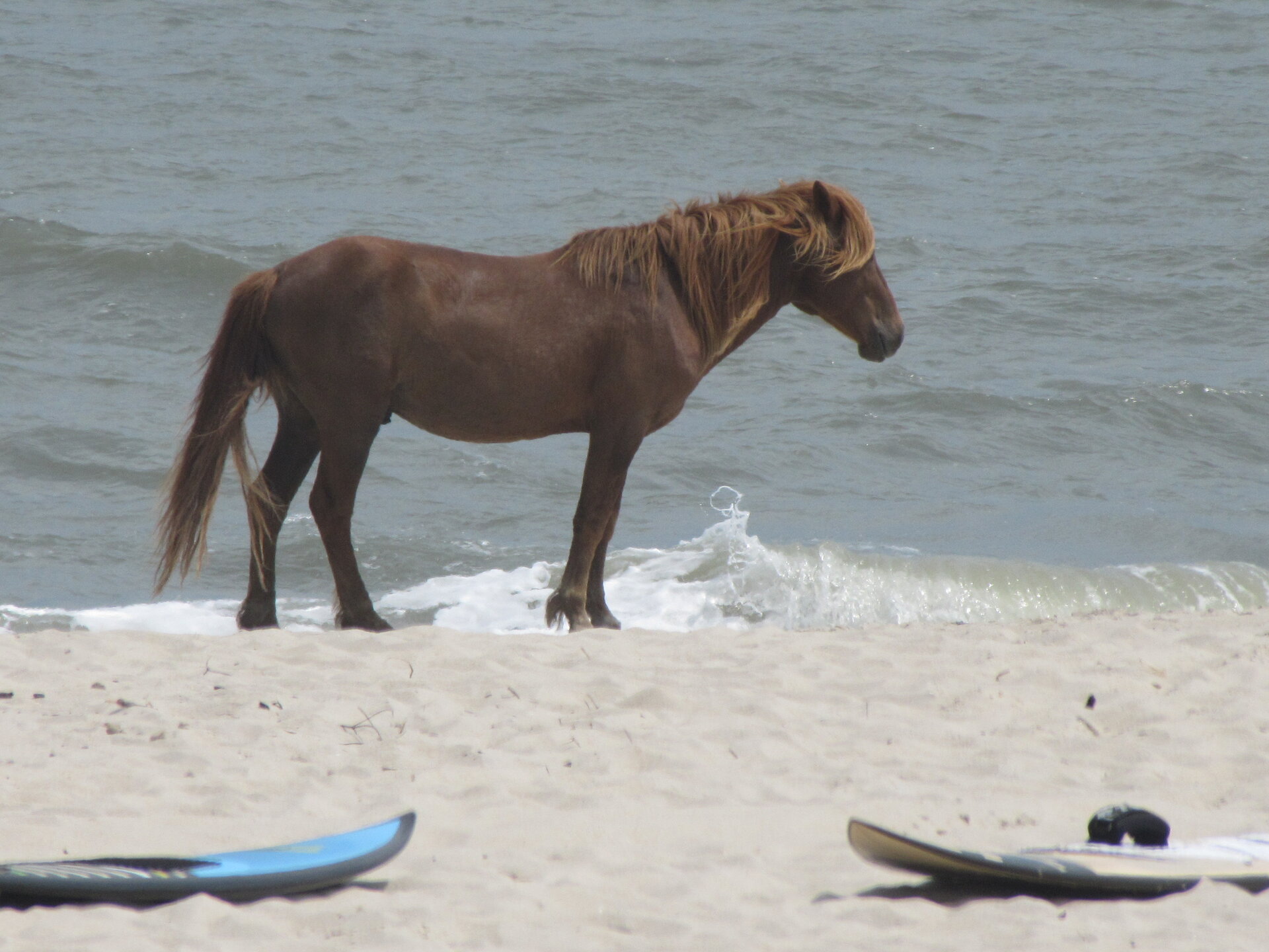 Assateague Island 050.JPG