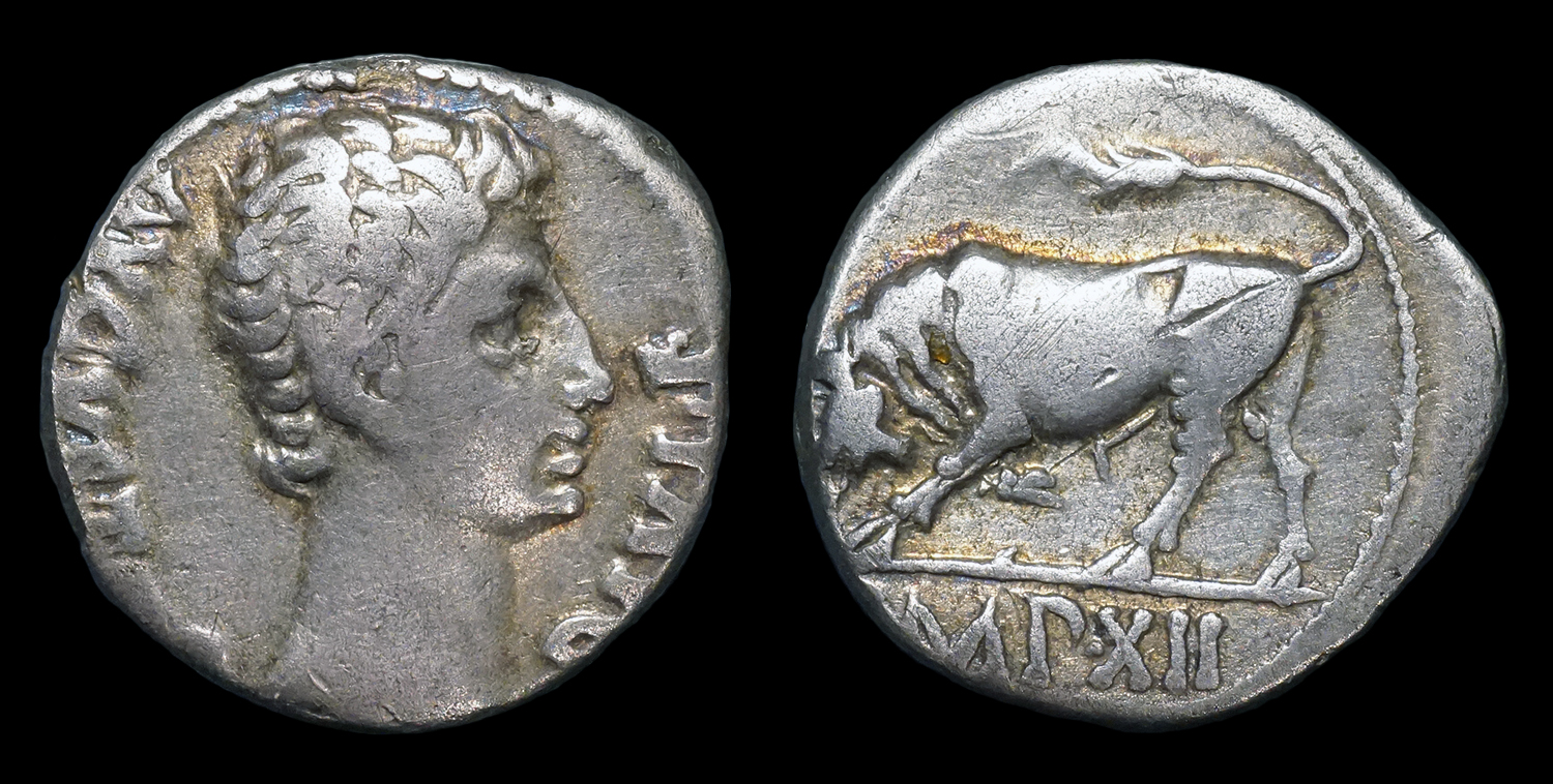 AugustusBull.jpg