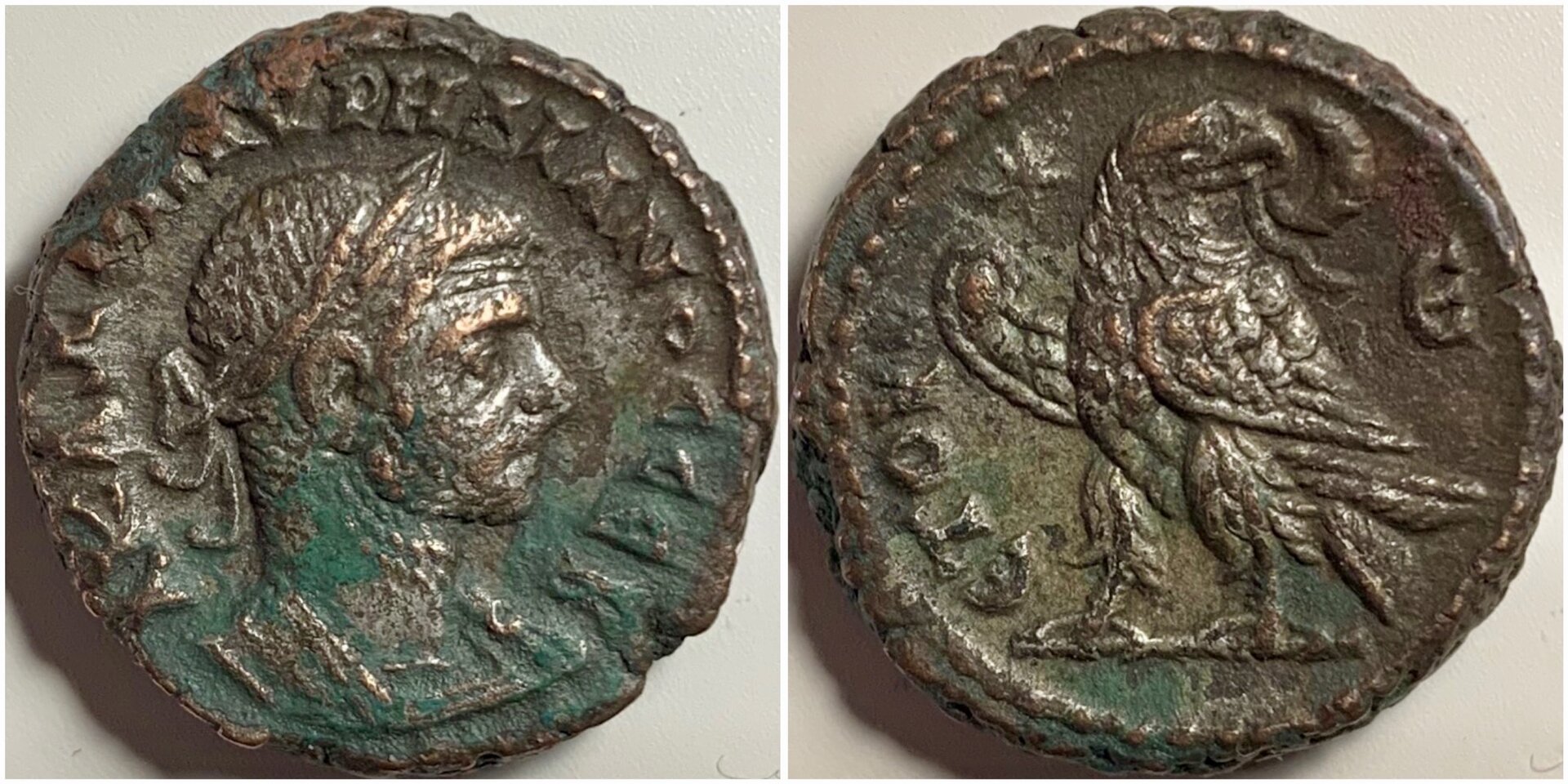 AurelianEmmett3924.jpg
