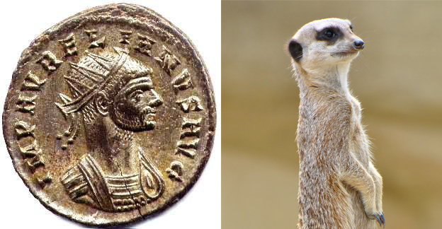 AurelianMeerkat.jpg