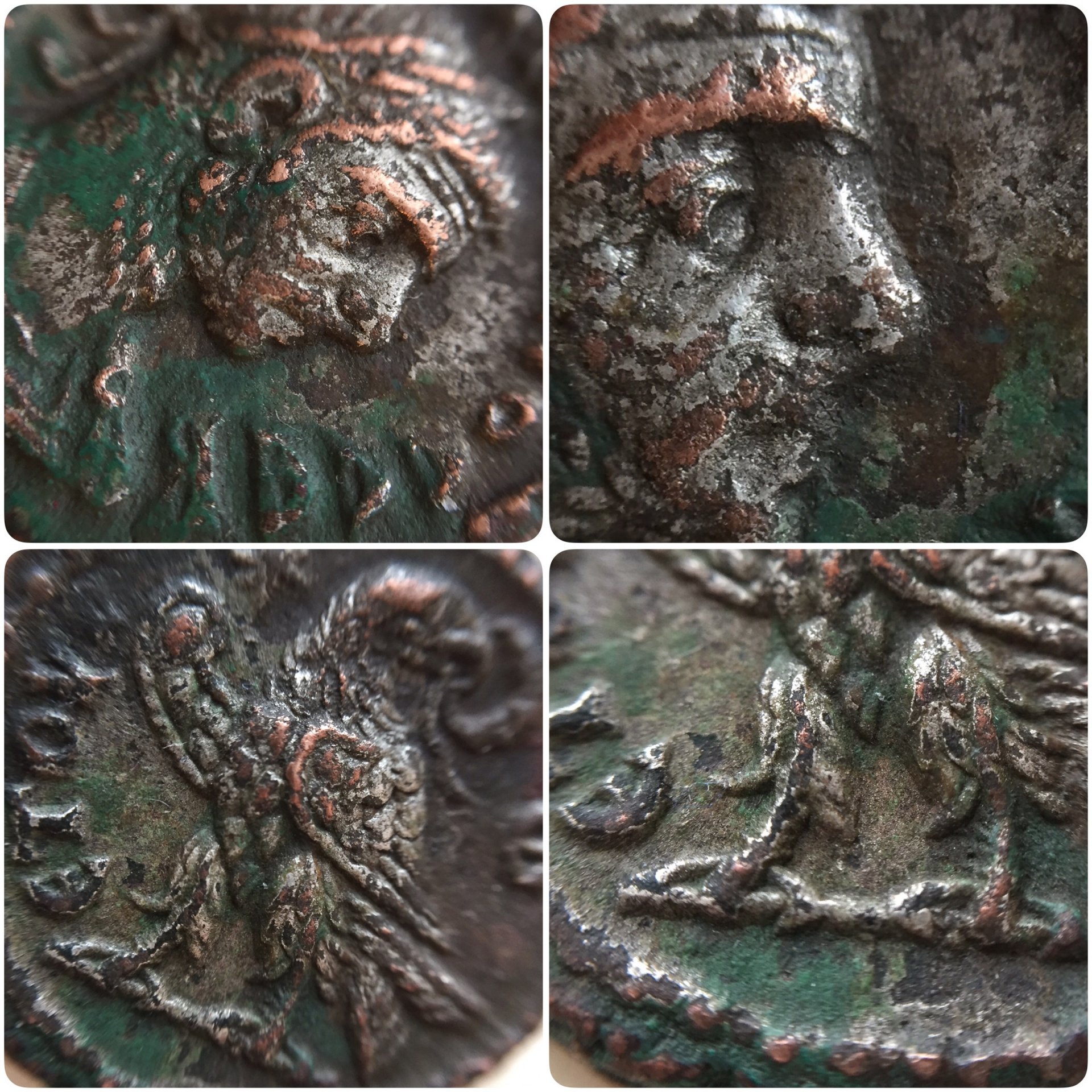 AurelianTetMacro.JPG