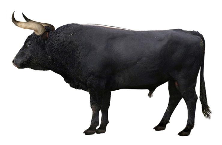 Aurochs_reconstruction.jpg