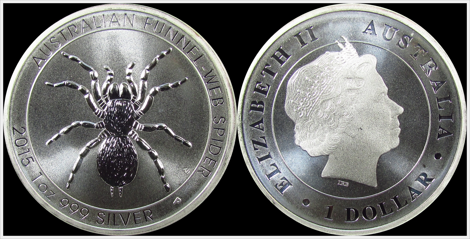 Australia 2016 Funnel Web Spider.jpg