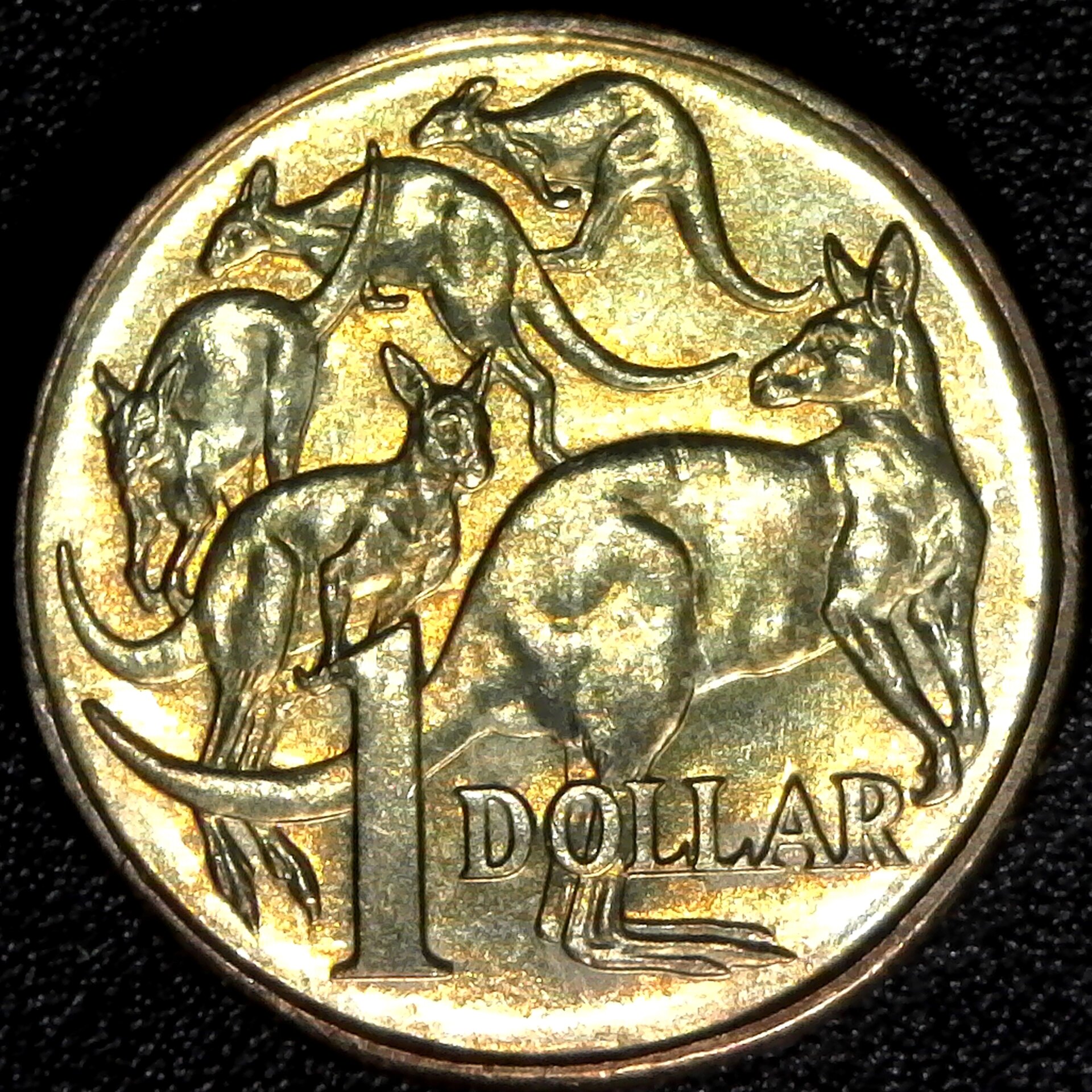 Australia One Dollar 1995 rev.jpg