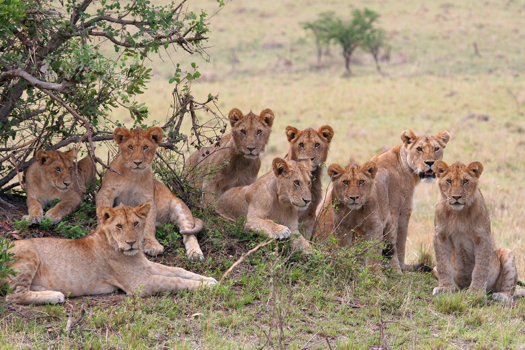 awesome lion-ness.jpg