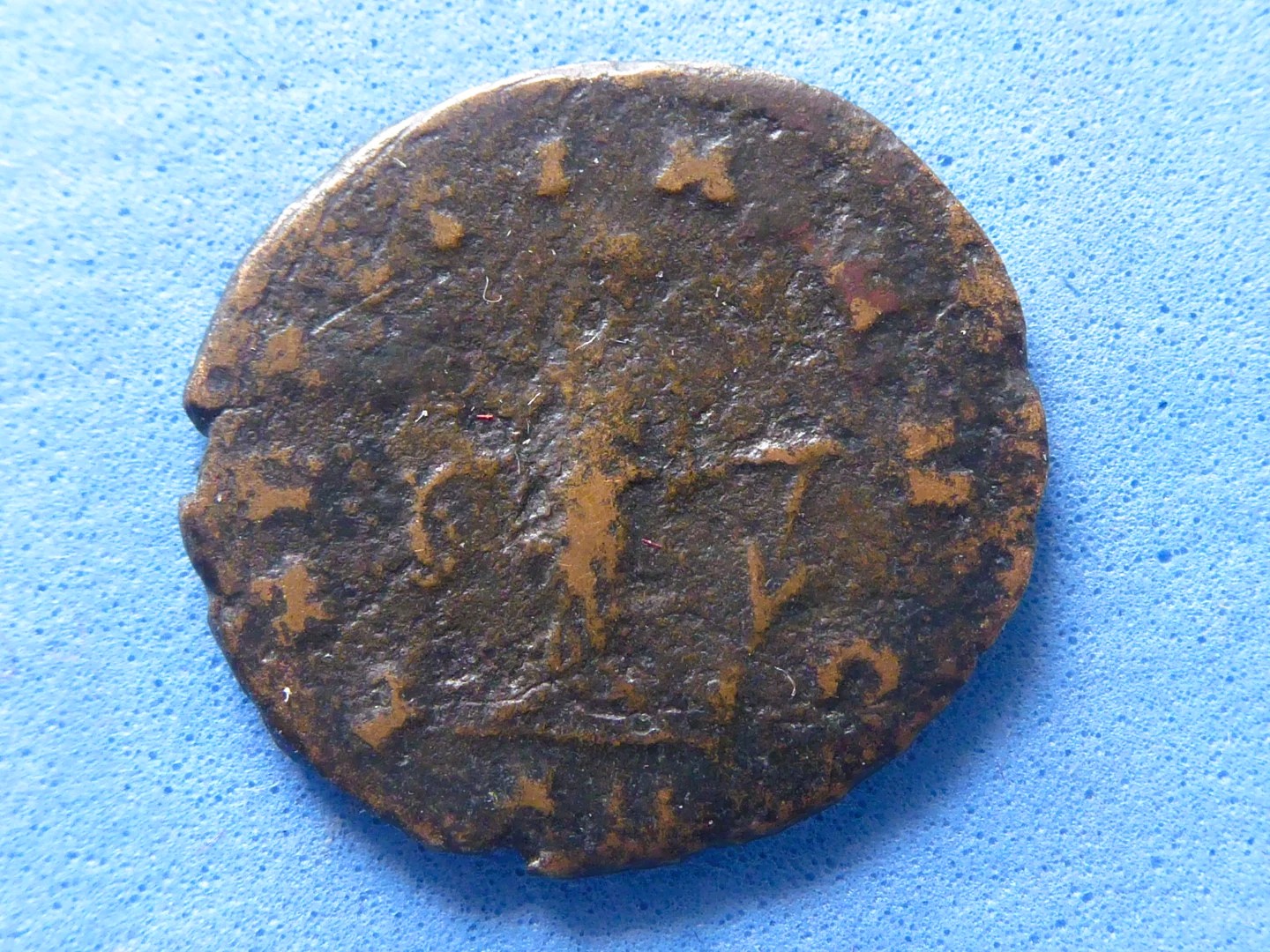 B quintillius Laetitia.jpg