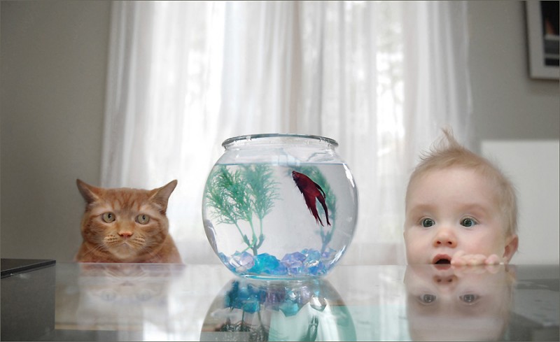 Baby&Cat watch fish.jpg