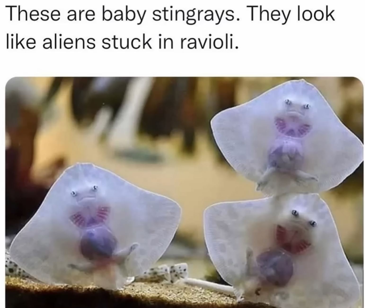 Baby Stingrays.JPG