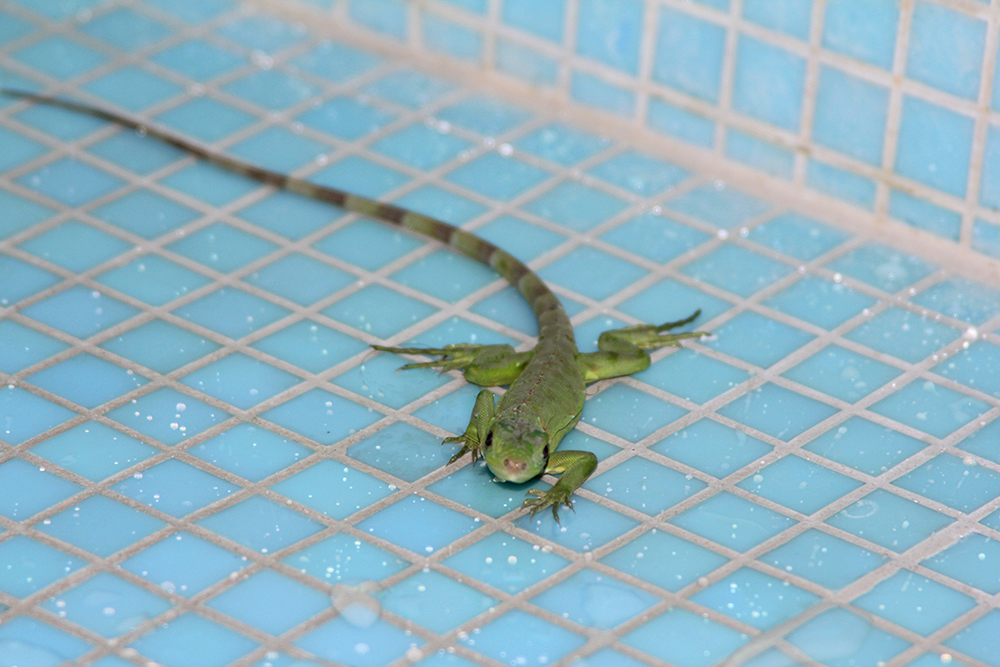 BabyIguanaInShower30July2015.jpg