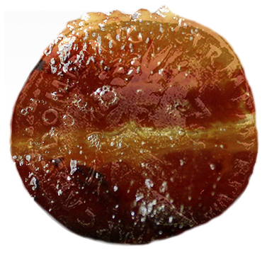 baconcoin1.jpg