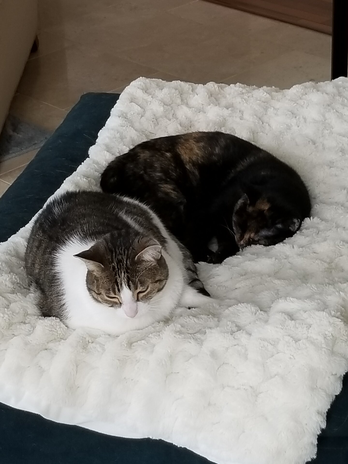 Bailey and Jagger.jpg