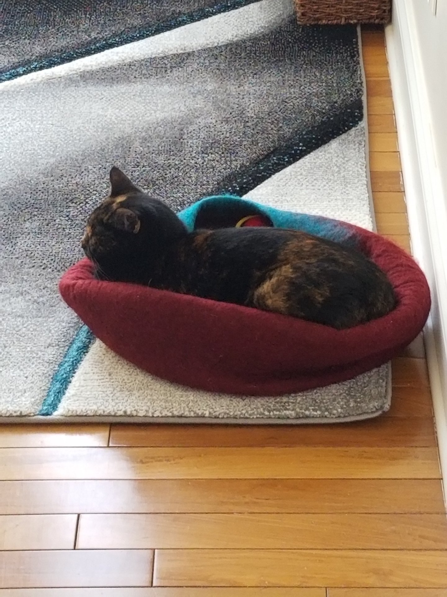 Bailey Cat Cave.jpg