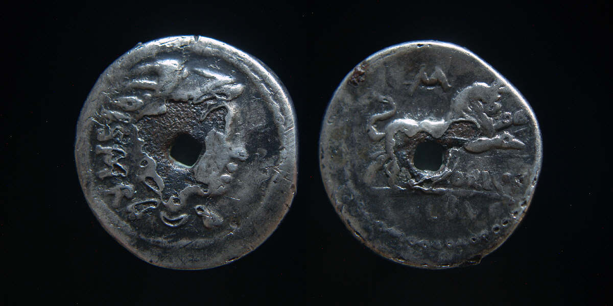 Balbus fouree 2.JPG