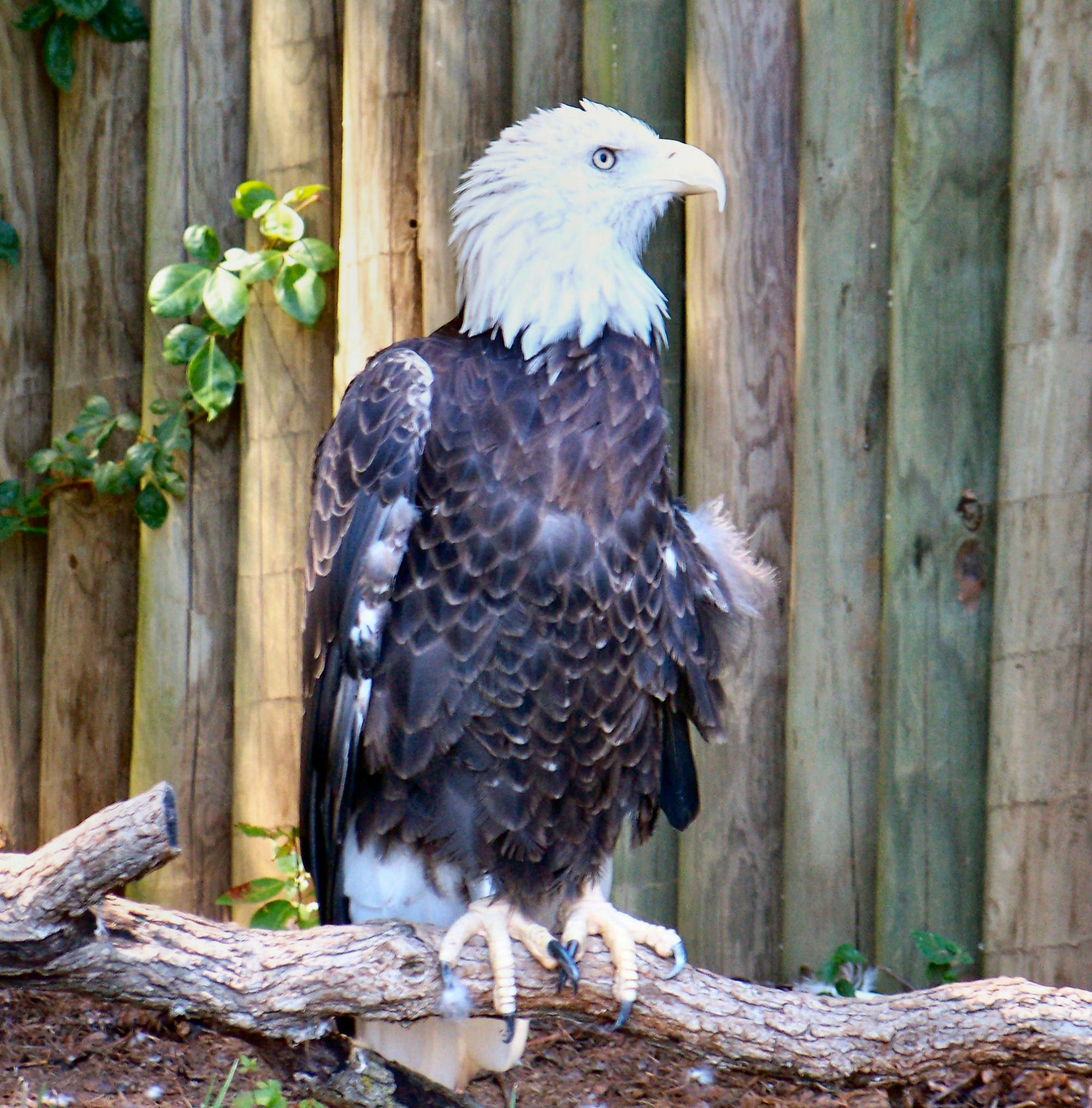bald-eagle.jpg