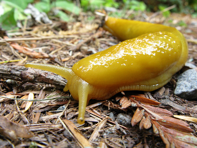 banana slug Ariolimax columbianus 4.jpg