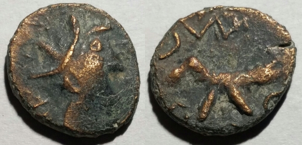 Barbarous gallienus zoo.jpg
