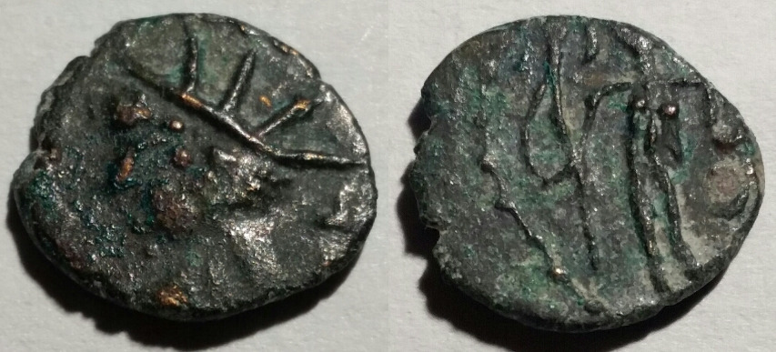barbarous radiate head left.jpg