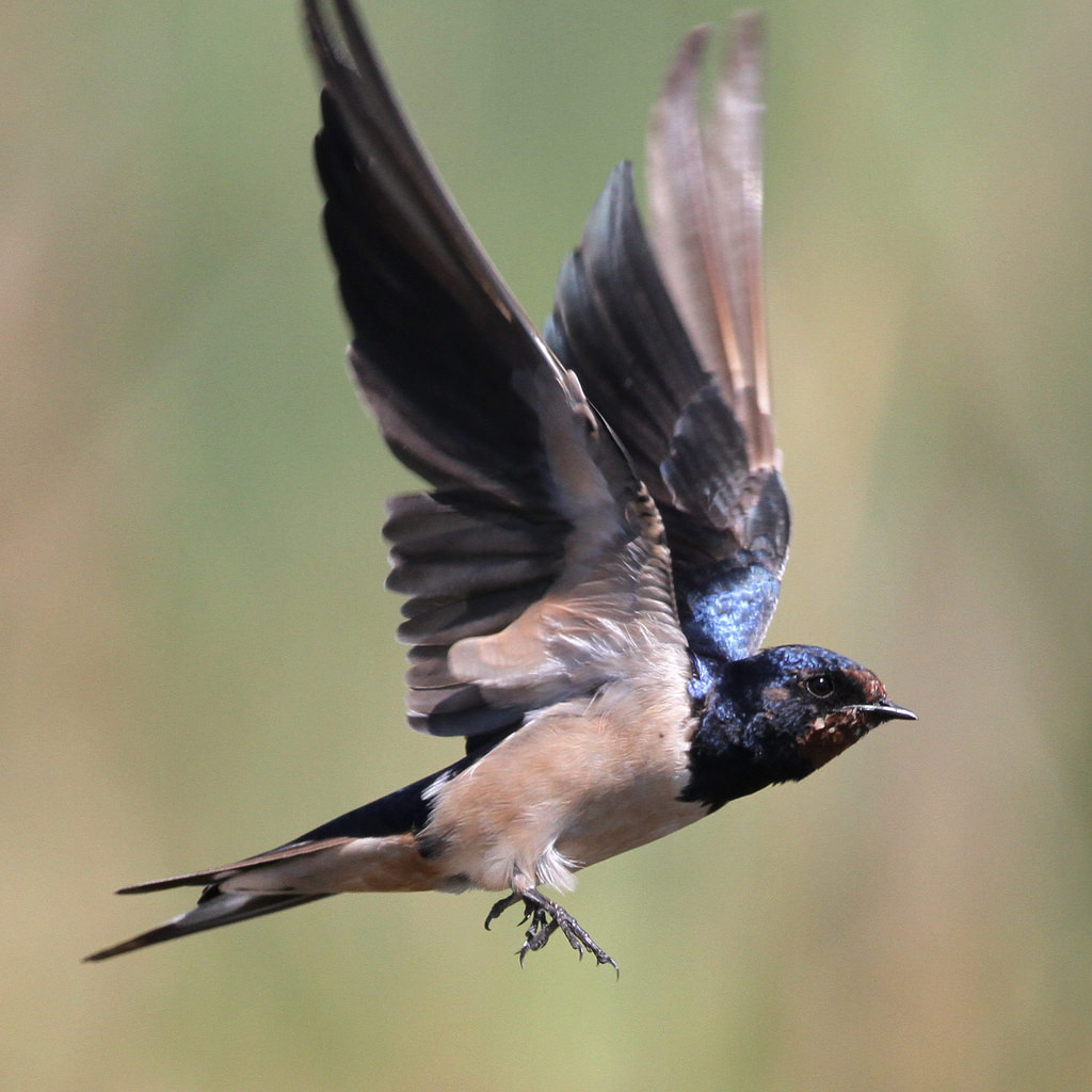 Barn_Swallow.jpg