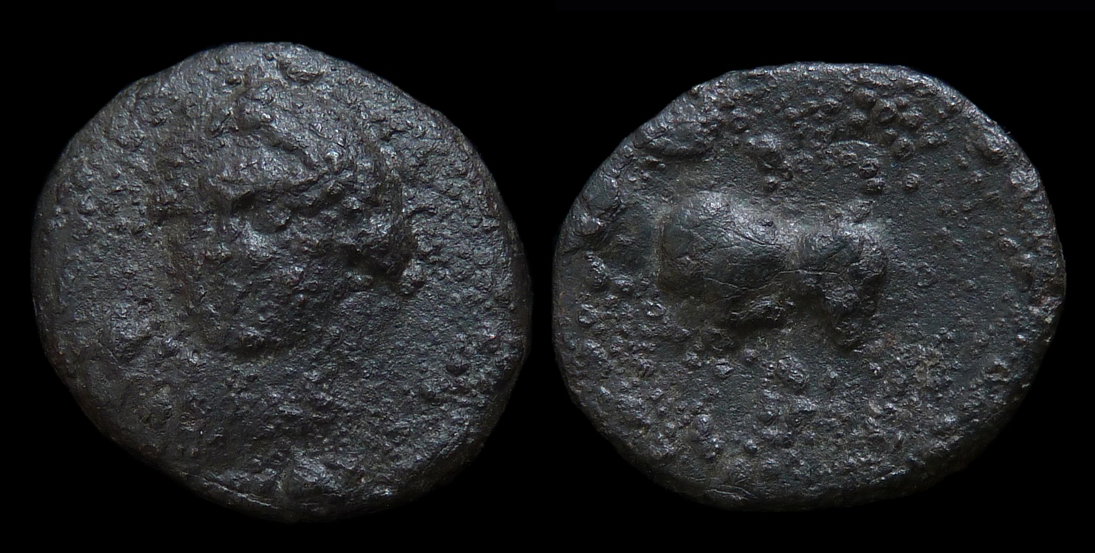 BCD Incerta - Unknown Facing Head - Bull.jpg