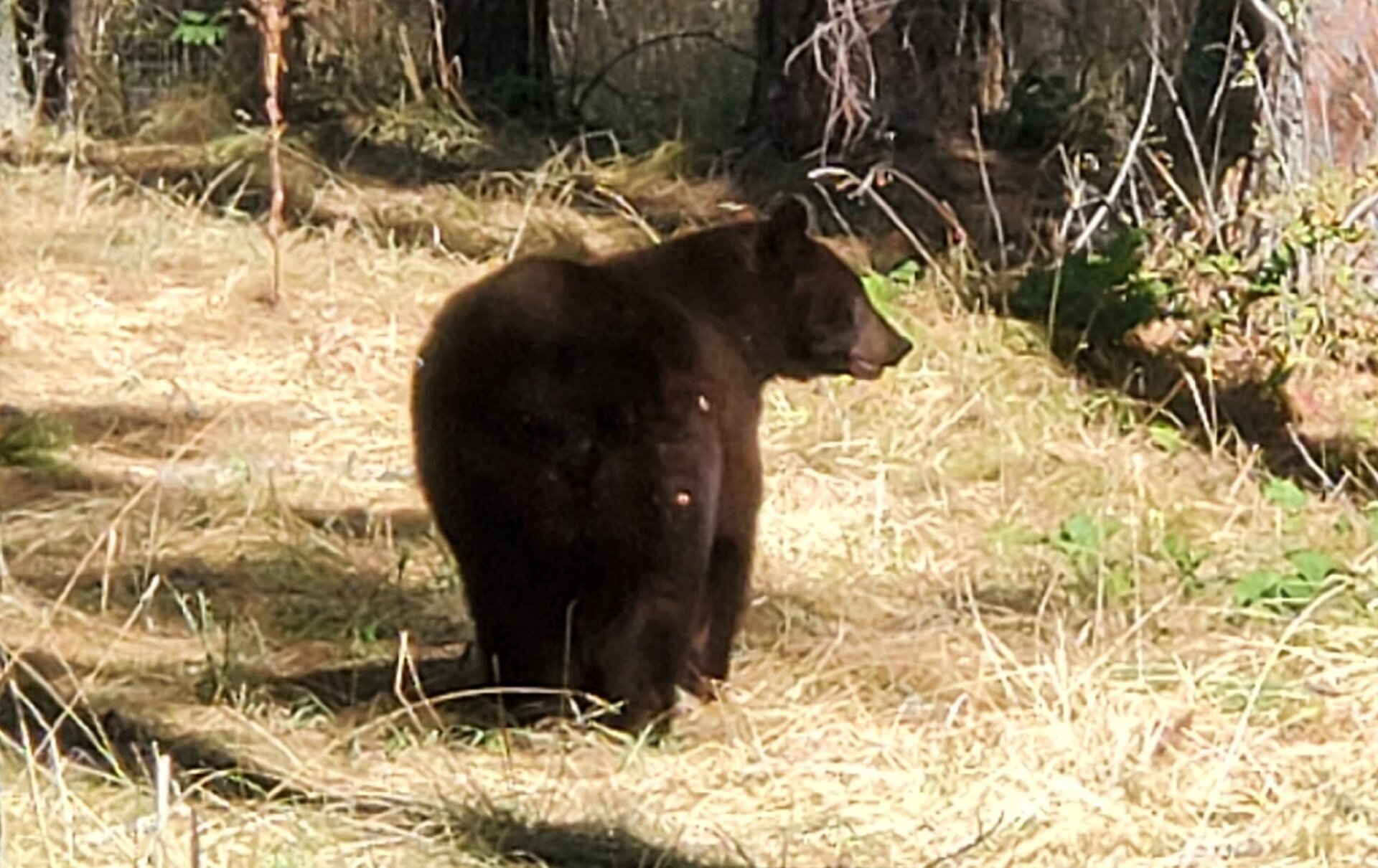 Bear 1.jpg