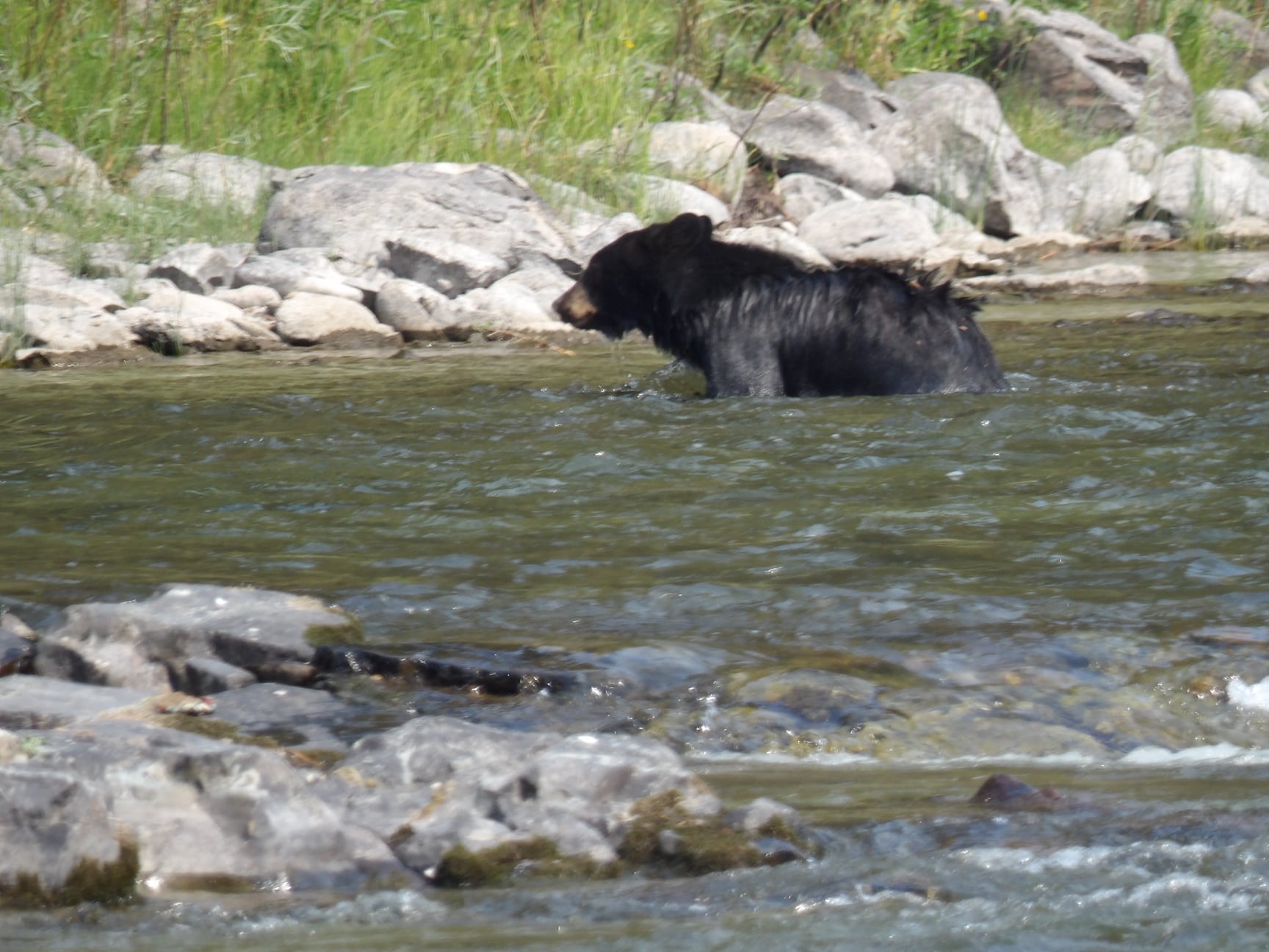 Bear 2.jpg