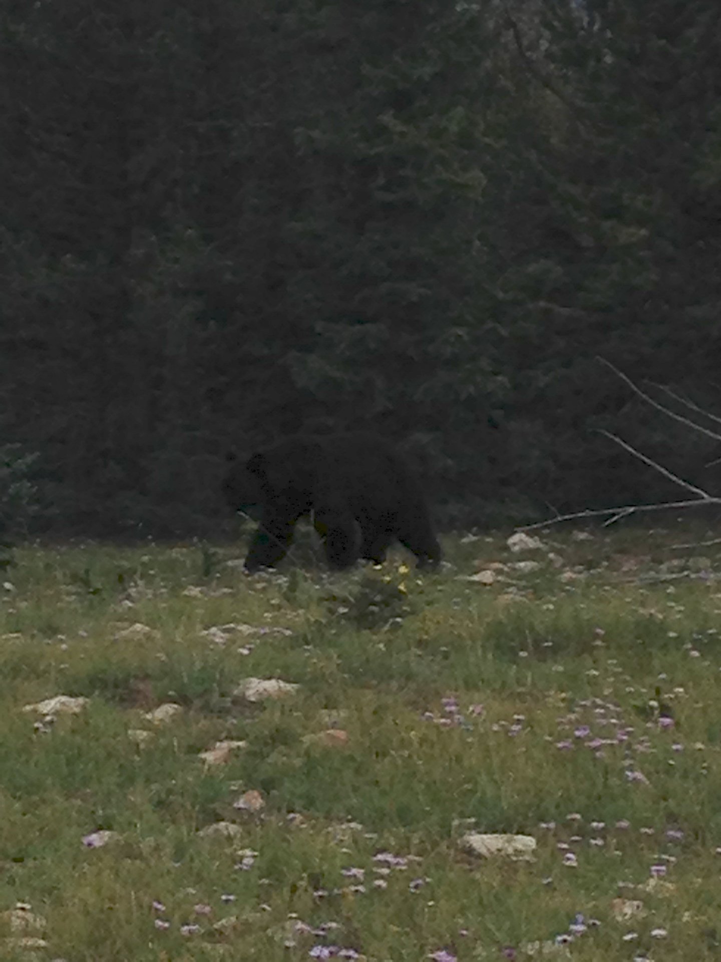 Bear - lightened pic.jpg