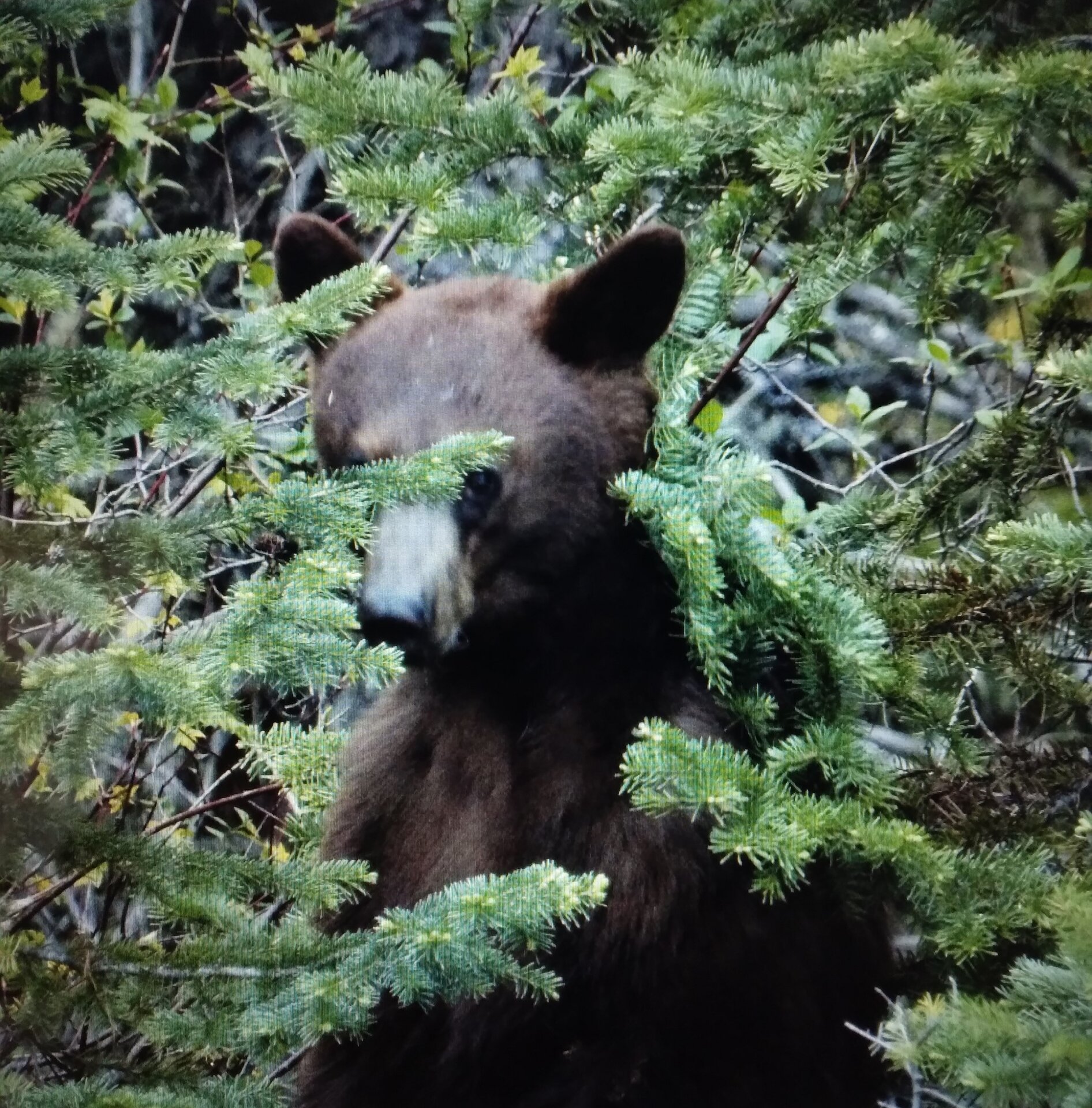 Bear3.jpg