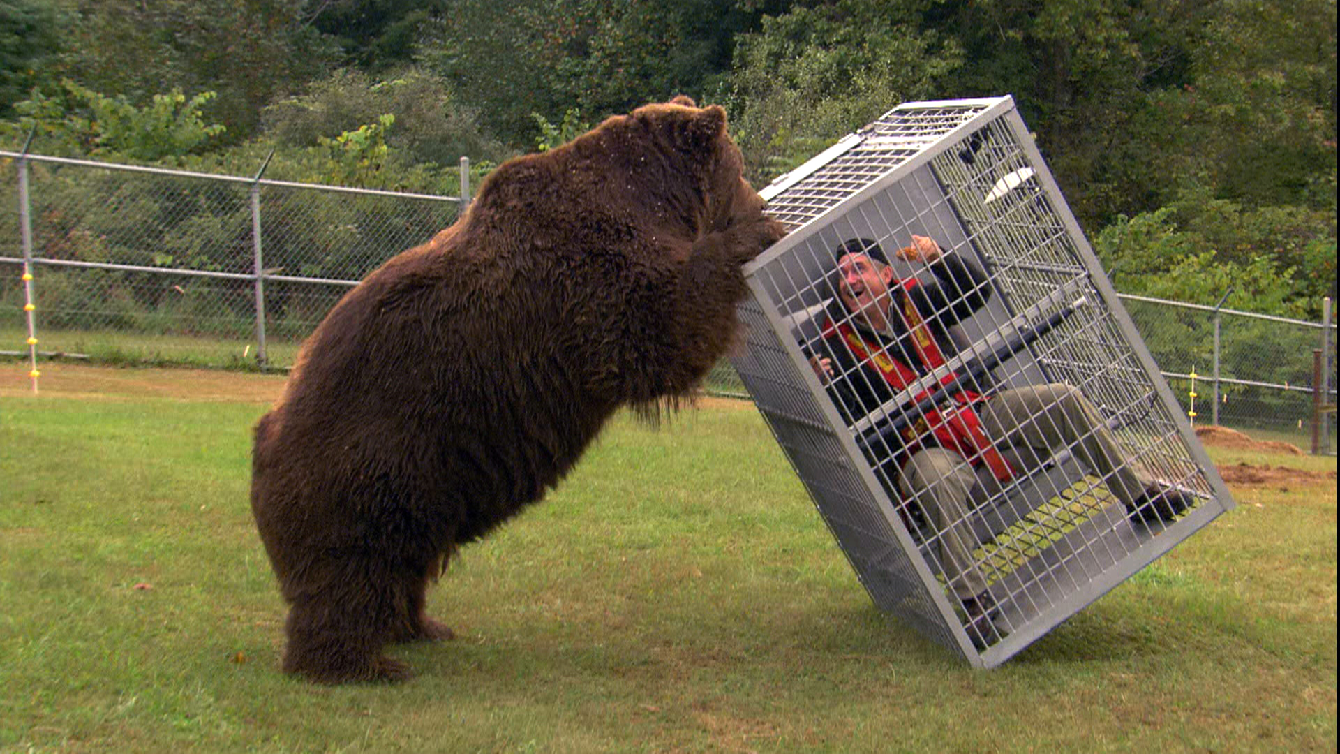 bearattack.jpg