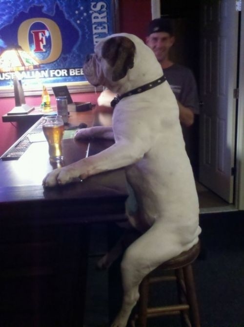 beer animals.jpg