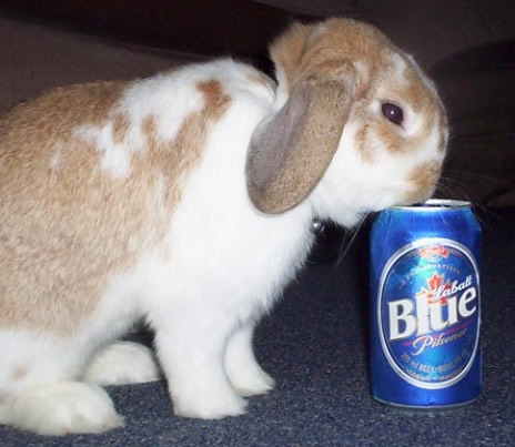 beer animals too.jpg