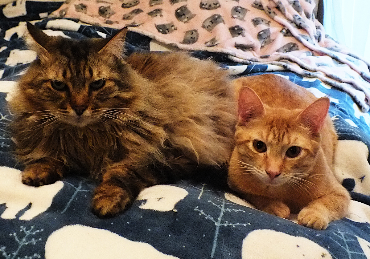 Best Friends.jpg