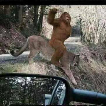 BFandMountain lion.jpg