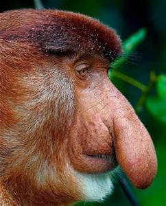 Big Nose.jpg